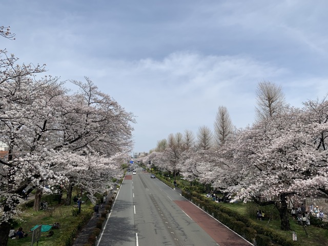 国立市の大学通りの桜.JPG